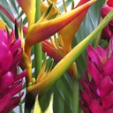 Ginger-and-Heliconia - Copy