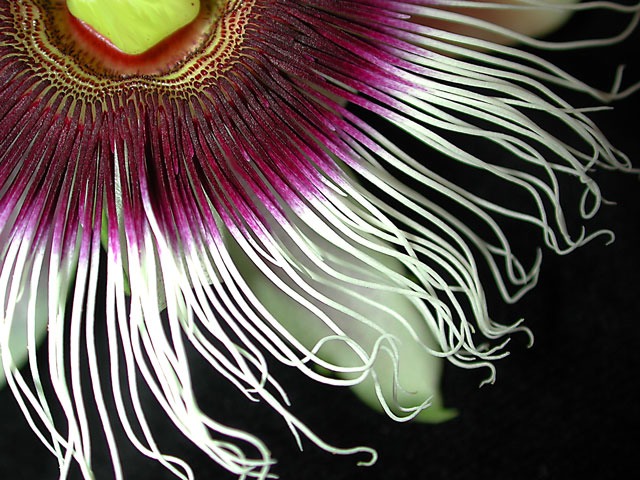 Passion-Flower