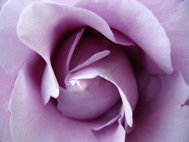 Purple-rosetry3