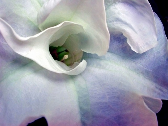 Angel-Trumpet