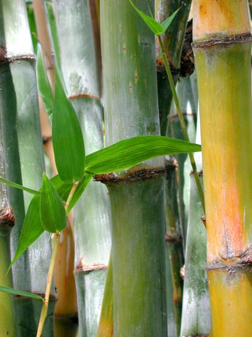 Bamboo