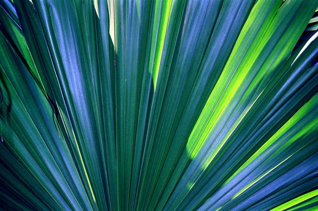 Blue-Fan-Palm