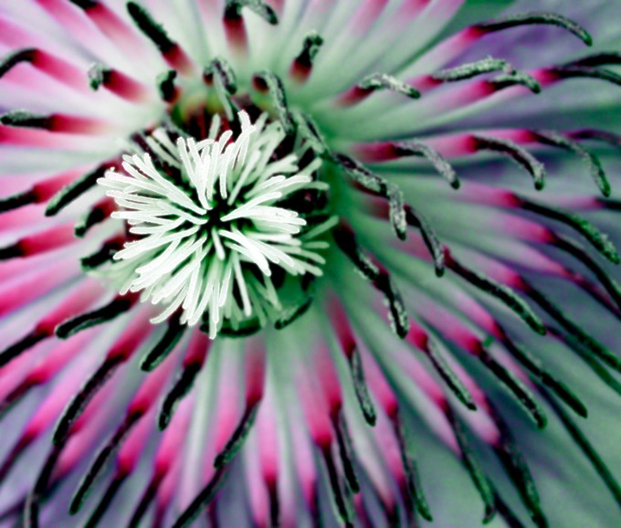 Climatis