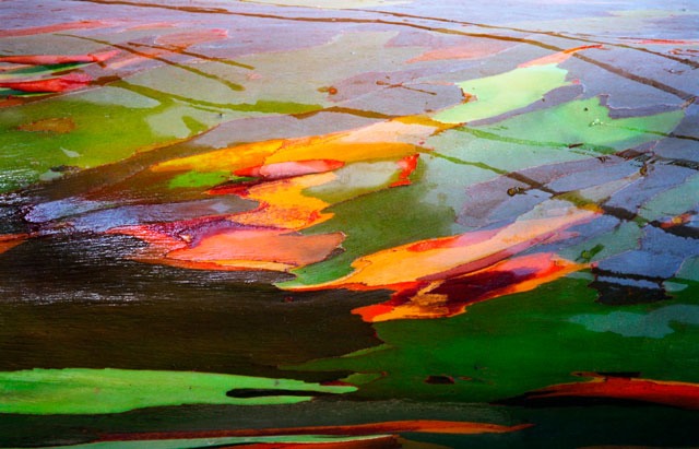 Eucalyptus-Landscape