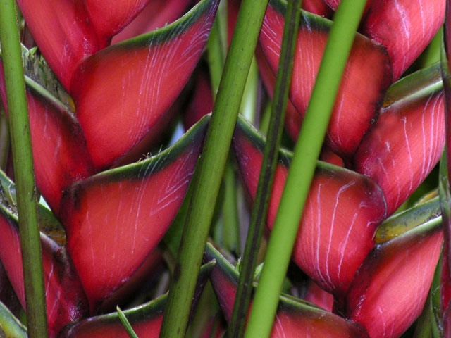 Heliconia - Copy