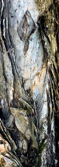 Paper Bark