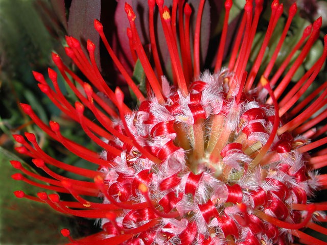 PincushionProtea