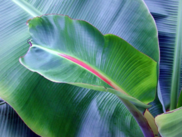 Pink-and-Blue-Banana